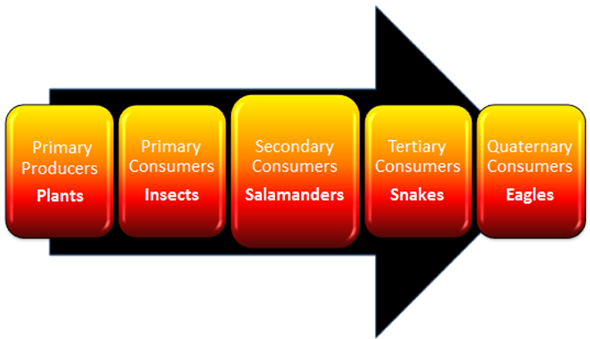 Interactions- Fire salamander BIO-203